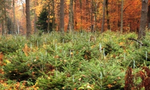 Trwa &quot;malowanie&quot; podkarpackich lasów