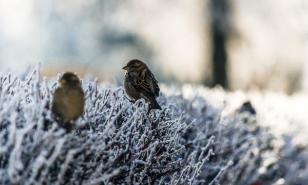 Więcej śniegu. Ostrzeżenie meteo