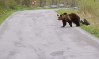 Niedźwiedzie rodziny już wędrują - uważajmy na bieszczadzkich drogach