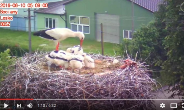 Życie pod skrzydłami..., czyli bociania telewizja